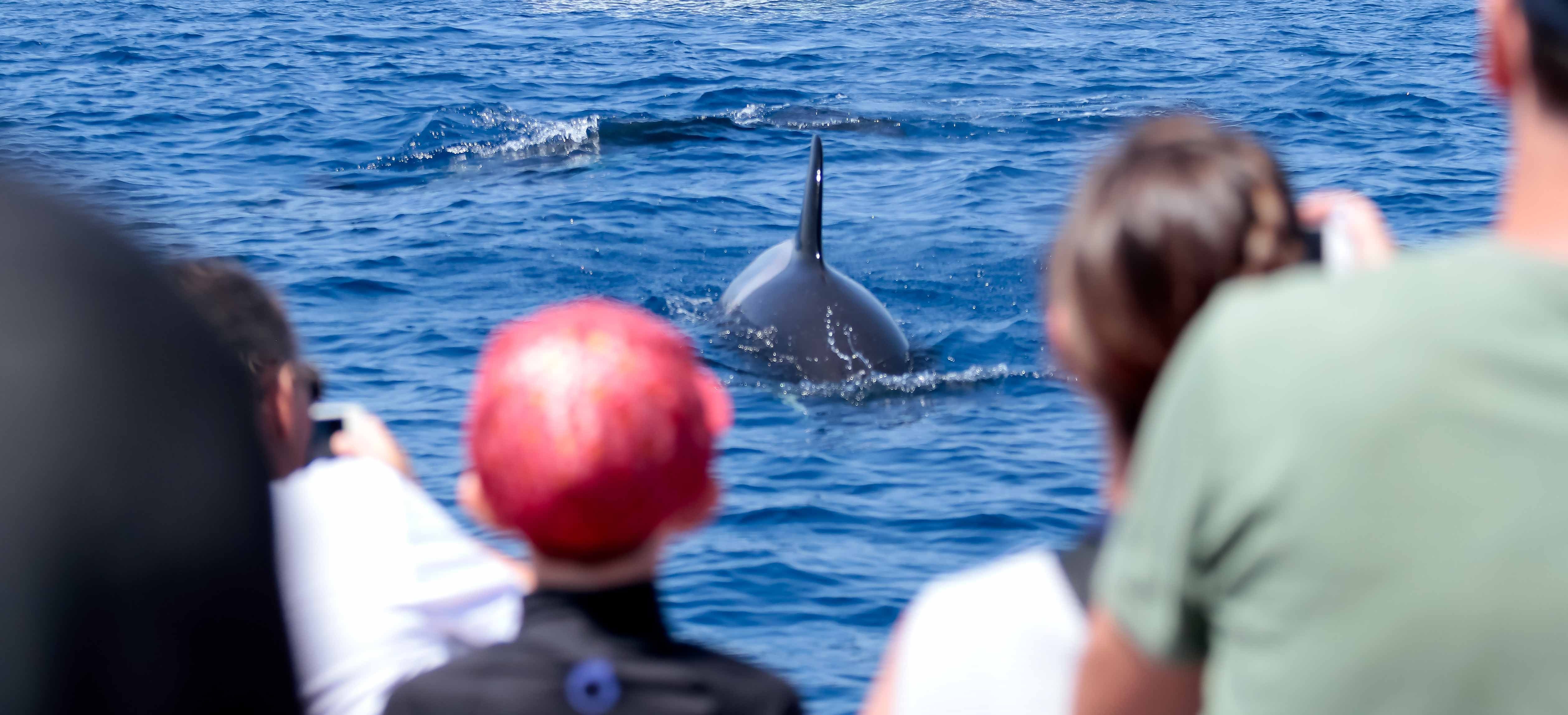 avistamiento de orcas en tarifa